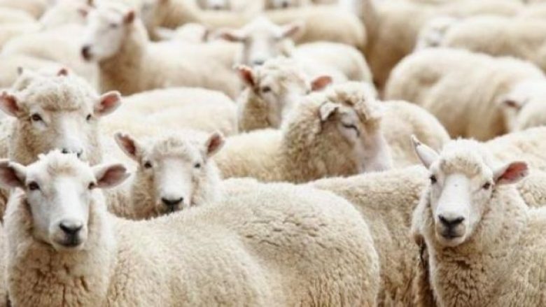 Bie numri i deleve në Maqedoninë e Veriut