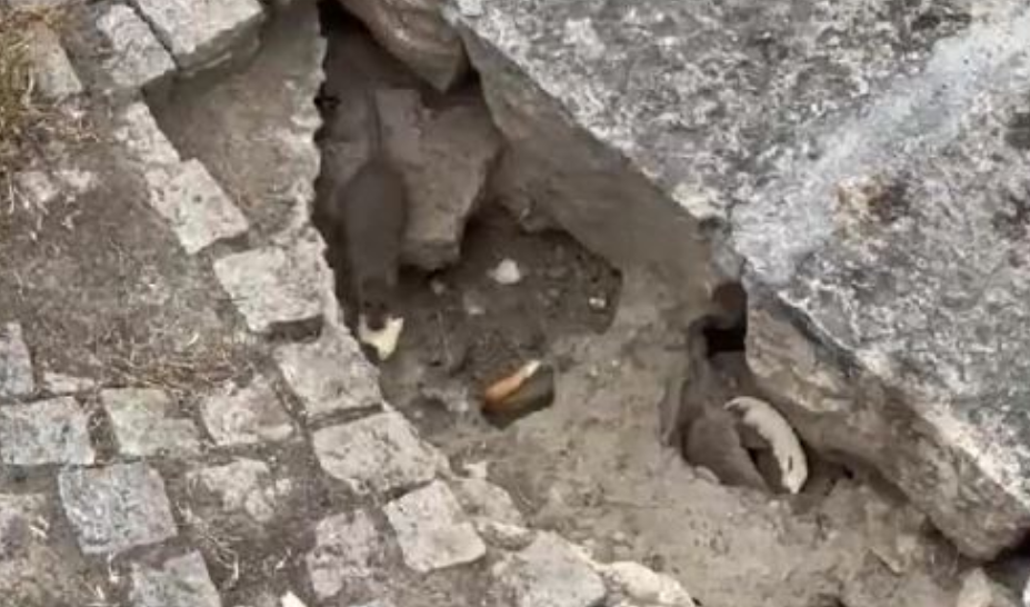  Bombë me sahat   minjtë po shumohen pranë kontejnerëve