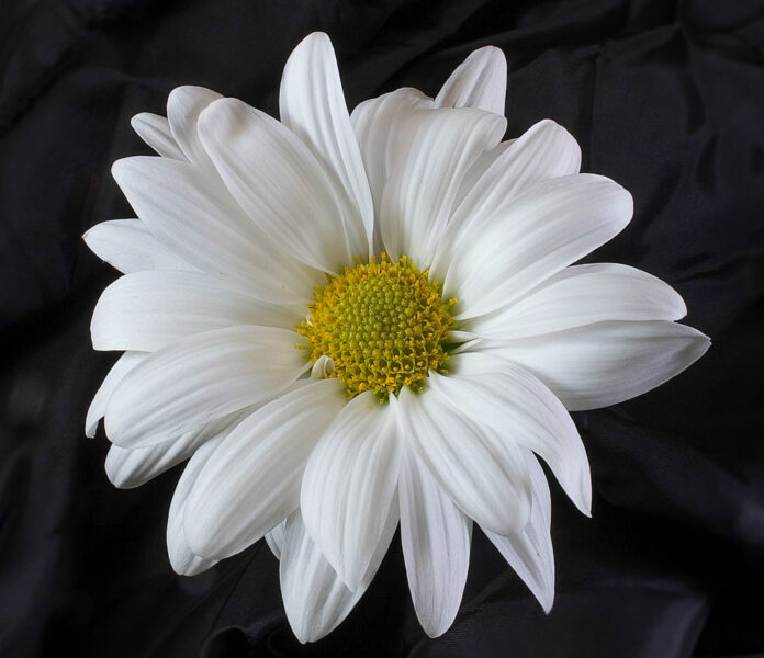 Çelësi i suksesit është të jesh me njerëz të mirë 