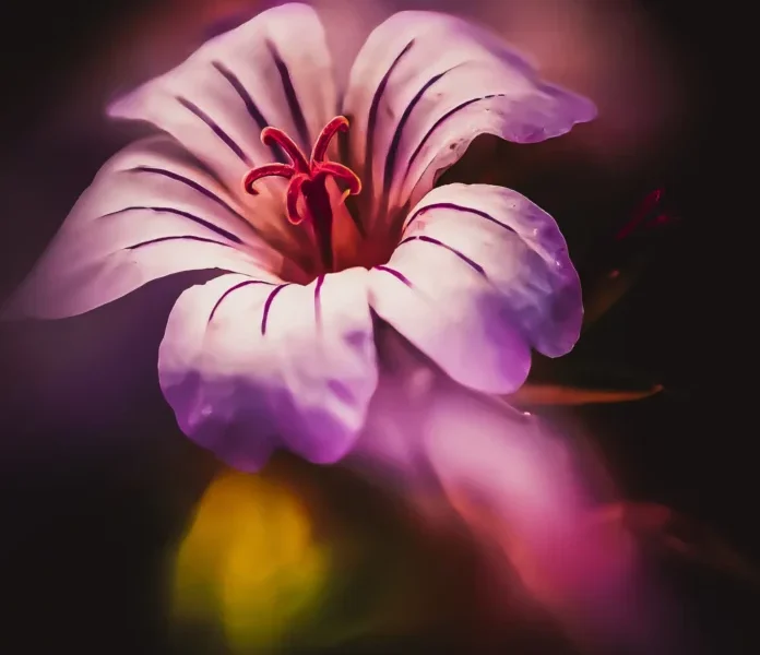 Imami më i madh  Nu man ibën Thabit ebu Hanife  All llahu qoftë i kënaqur me të