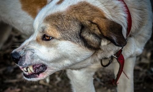 nente-persona-nga-maqedonia-dhe-kosova-organizuan-gara-te-jashteligjshme-me-qen
