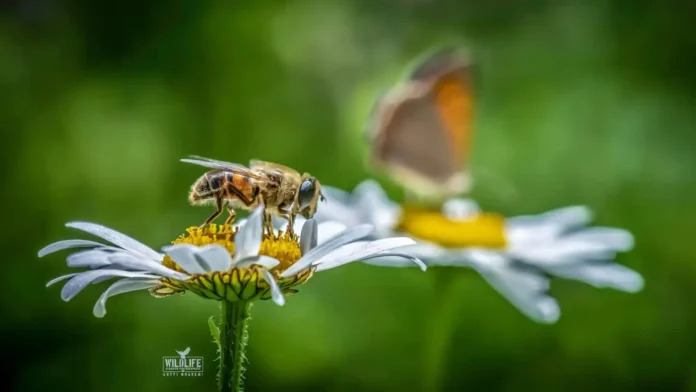 imani-sa-kokrra-e-sinapit