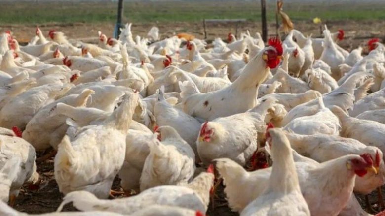 Heqet ndalesa e importit të kafshëve të gjalla dhe shpezëve nga Shqipëria