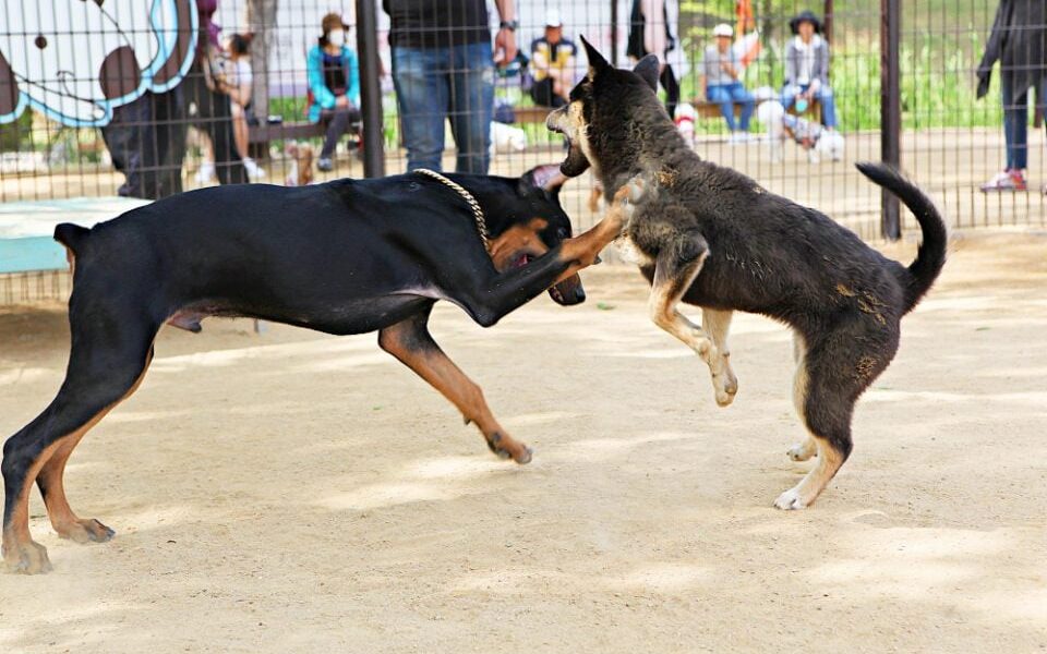 Arrestohen 7 persona për organizimin e përleshjeve me qenë