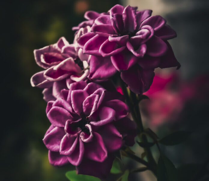 Mos hiqni dorë nga Xhenneti