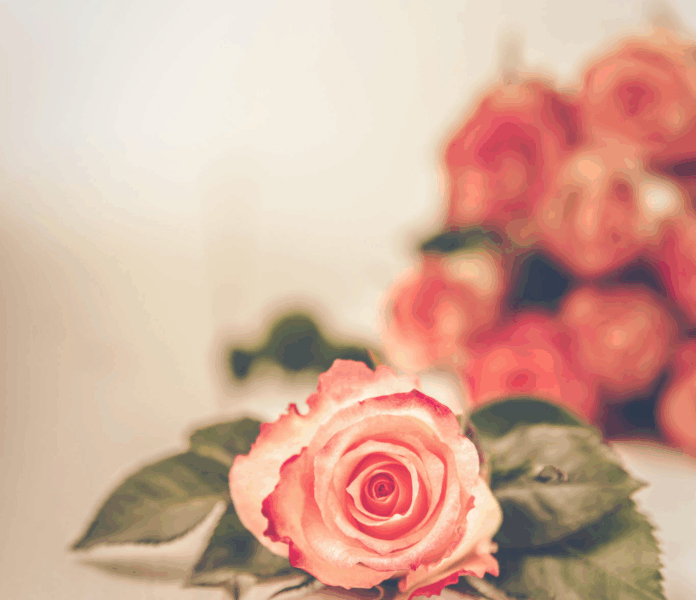 Rrugëtimi drejt lumturisë   Islam Press