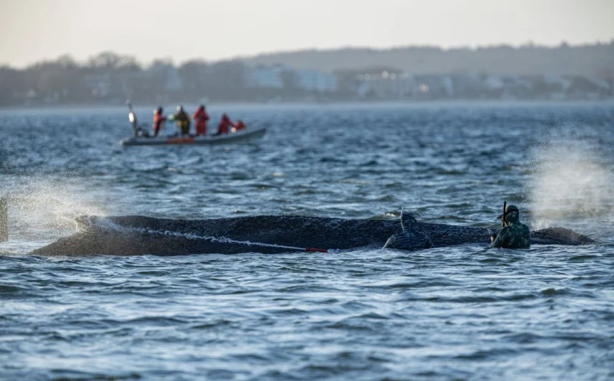 Tension në Detin Baltik nga një balenë
