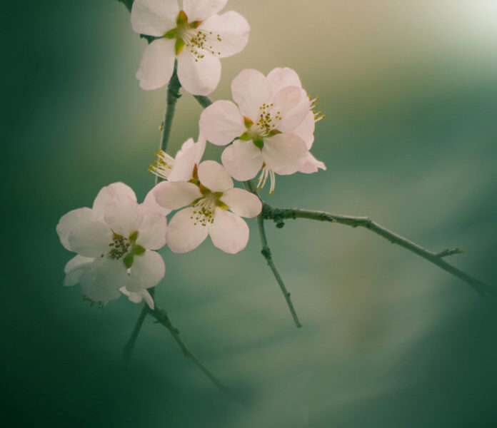 Këshilla për pushtetin