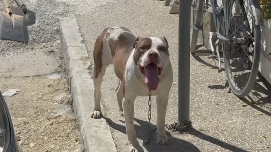 Jetë qeni në Shqipëri  kur zërat e fëmijëve zëvëndësohen me të lehura 