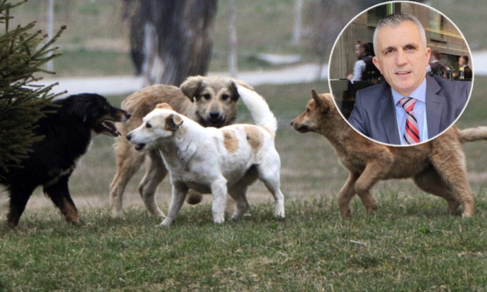 Qeni endacak sulmon nxënësin në oborr shkolle  këshilltari Blerim Iseni fton prindërit për kujdes