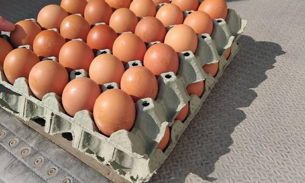 maqedonia-shenon-rritjen-e-dyte-me-te-larte-te-cmimit-te-vezeve-ne-evrope-perpara-pashkeve