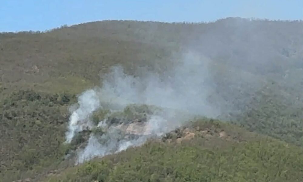 10-hektare-pyll-i-ulet-i-djegur-prane-glazhnjes