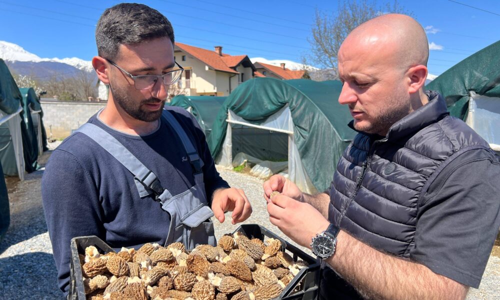 Hoxha viziton fermën moderne të kërpudhave në Radiovcë