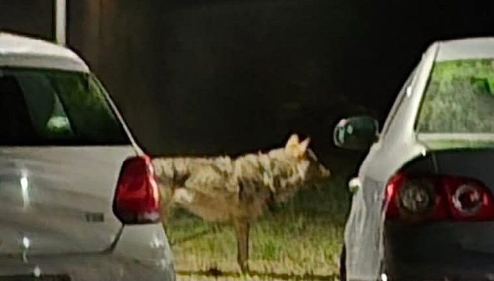 Ngjarje e pazakontë në Shkup  Policia kap ujkun në mes të qytetit dhe e lidhin për një shtylle  pritet ekipi i Kopshtit Zoologjik