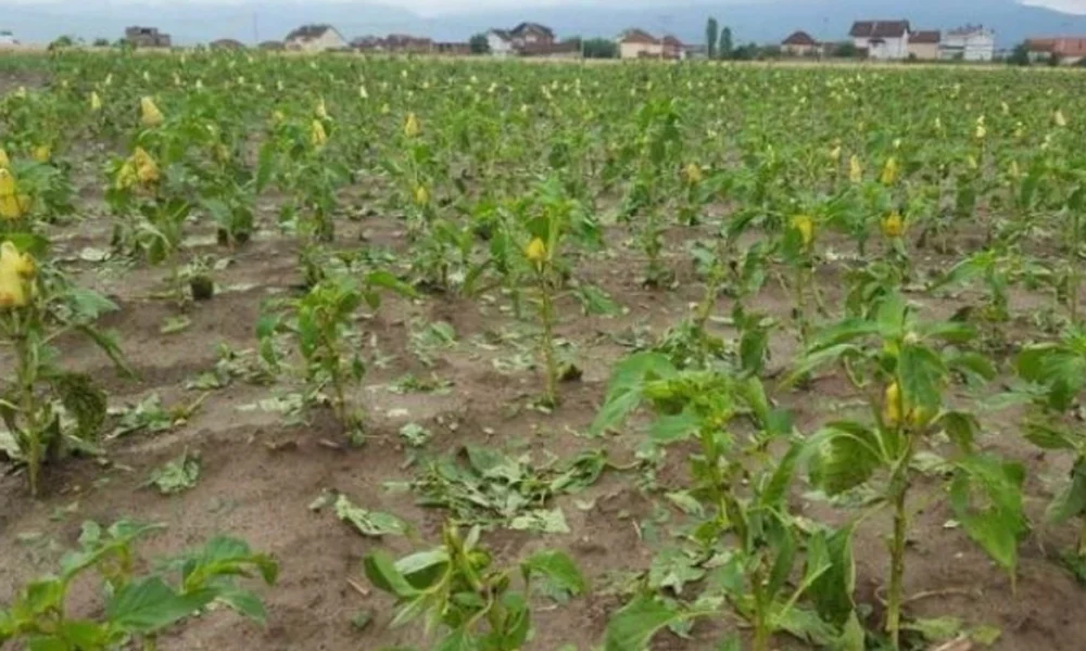 Breshri dhe reshjet e dendura shkatërrojnë të mbjellat në Maqedoni  bujqit kërkojnë dëmshpërblim