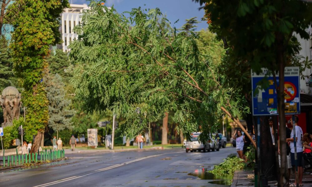 NP  Parqe dhe Gjelbërime  apel qytetarëve  Mos parkoni automjetet nën pemë për shkak të motit të lig