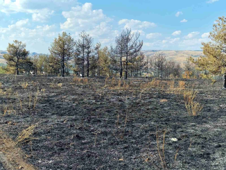 QMK  Gjithsej 14 zjarre në ambient të hapur  dy ende aktivë