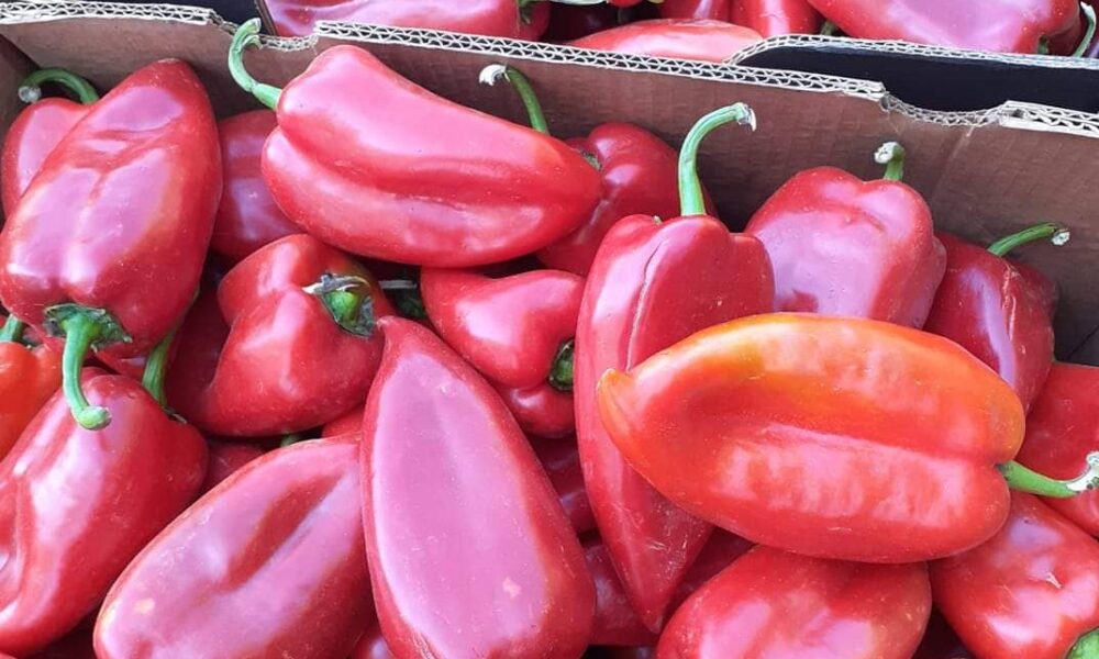 Bullgaria ia ktheu Maqedonisë së Veriut 11 6 ton speca