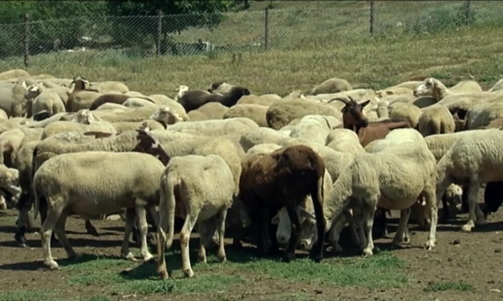 Gjendje alarmante me linë e dhenve në Maqedoninë e Veriut