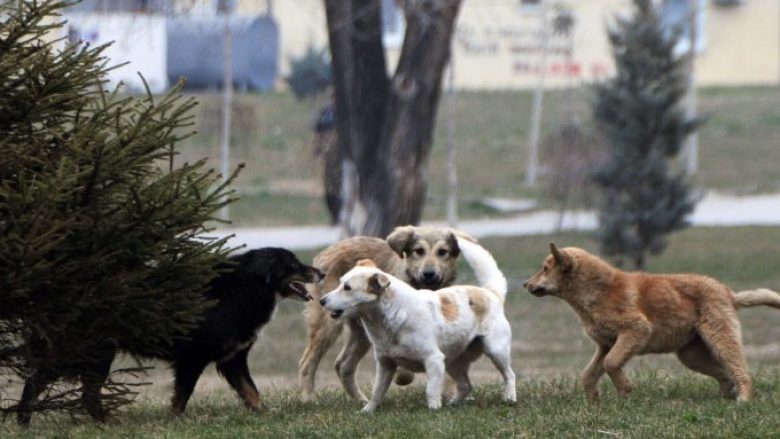 Qentë e rrugës i kushtojnë Shkupit 46 milionë denarë  brenda 6 muajve  Llajka  merr mbi 700 kallëzime për kapjen e qenve
