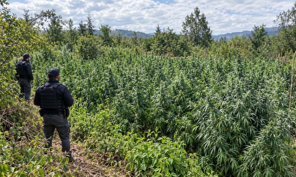 Policët fjetën në arë për disa ditë  zbuluan plantacionin e kanabisit