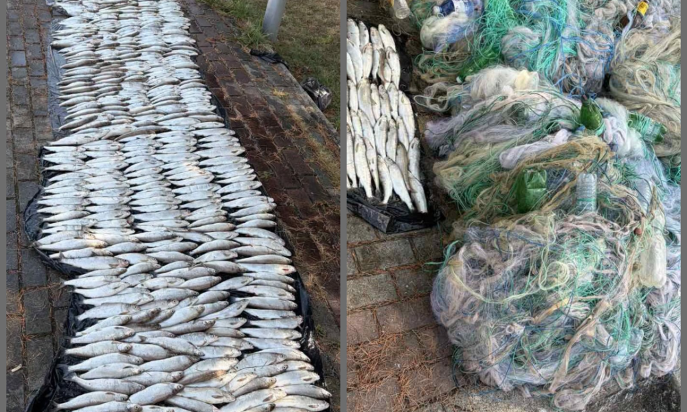 Aksion në Liqenin e Ohrit  Sekuestrohen 4 kilometra rrjeta për peshkim dhe mbi 116 kilogramë peshk