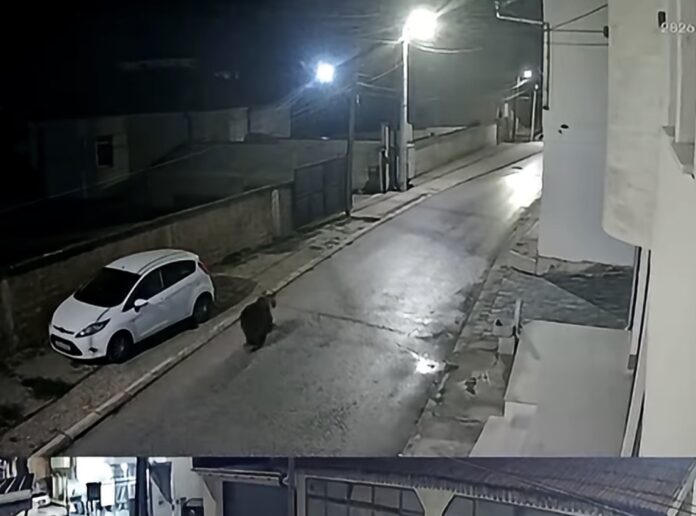 Alarm në Dobërdoll  Një ari shihet për herë të dytë pranë shkollës fillore  Sali Lisi 